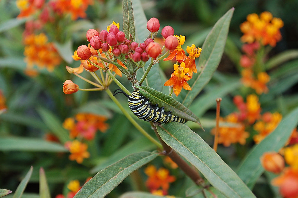 DIY Butterfly Garden Seedling Kit - 12 Pack with nutrients