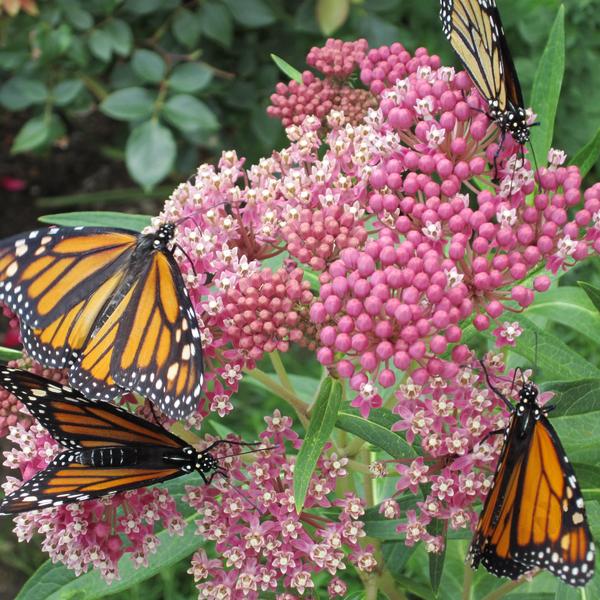 DIY Butterfly Garden Seedling Kit - 12 Pack with nutrients